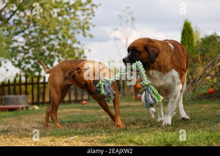 St.Bernhard y Pitbull perro jugando juntos en el jardín con Una cuerda
