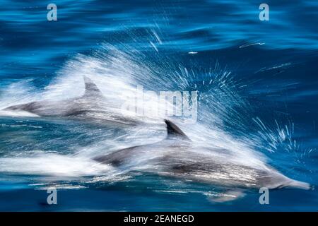Movimiento desenfocado de delfines comunes de pico largo (Delphinus capensis), Puerto Gatos, Baja California Sur, México, América del Norte Foto de stock