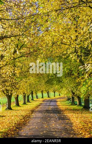 Avenida de los árboles de haya de otoño con coloridas hojas amarillas, Newbury, Berkshire, Inglaterra, Reino Unido, Europa