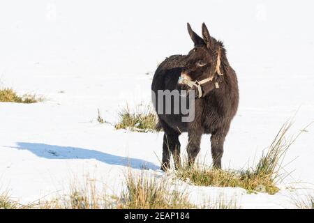 Gartness, Stirling, Escocia, Reino Unido. 10 de febrero de 2021. El tiempo en el Reino Unido - un burro comiendo grupos de hierba en un campo cubierto de nieve blanca crédito: Kay Roxby/Alamy Live News