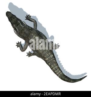 Animales salvajes - cocodrilo con sombra en el suelo - aislado sobre fondo  blanco Fotografía de stock - Alamy
