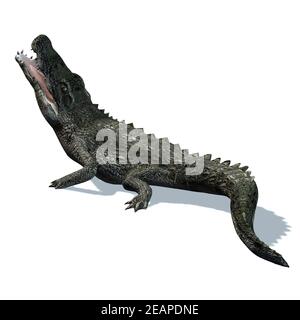 Animales salvajes - cocodrilo con sombra en el suelo - aislado sobre fondo  blanco Fotografía de stock - Alamy