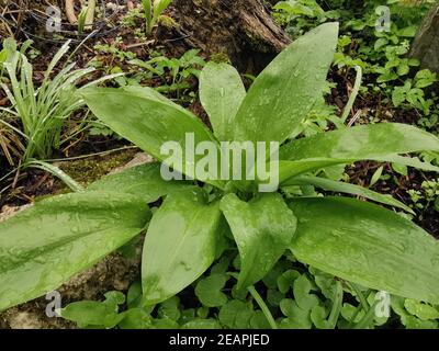 Allium ursinum Baerlauch,, Foto de stock