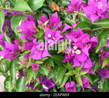 , Glabra, Bougainvillea Spectabilis, Drillingsblume, Kletterpflanze Foto de stock