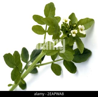 Brunnenkresse, Nasturtium officinale Wasserpflanze,,,,, Heilpflanzen Kraeuterpflanze Foto de stock