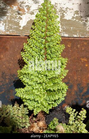 Grabbepflanzung, Krauser Wurmfarn, dryopteris filix-mas,, Foto de stock