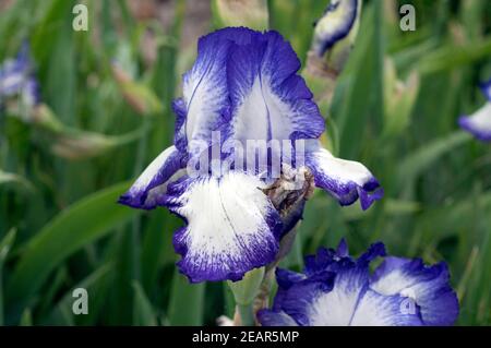 Deutsche Schwertlilie Iris Germánica Foto de stock