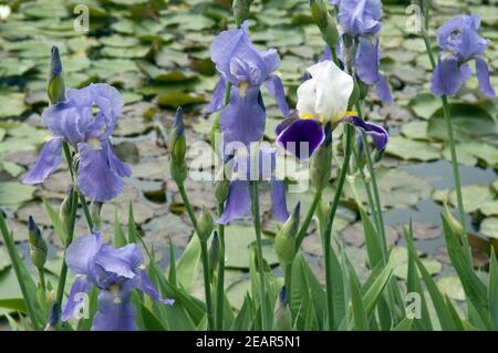 Schwertlilien, Iris Foto de stock