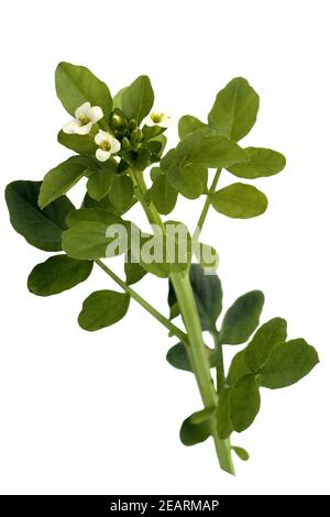 Brunnenkresse; Nasturtium officinale; Wasserpflanze; Foto de stock