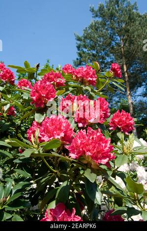 Rhododendronbluete Foto de stock