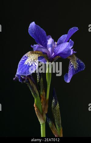 Deutsche Schwertlilien; Iris germanica, Wasserpflanzen Foto de stock