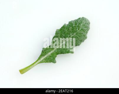 Salvia Salbei daghestanica