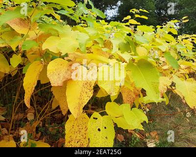 Japanischer, Knoeterich, Fallopia, japonica, Herbst Foto de stock