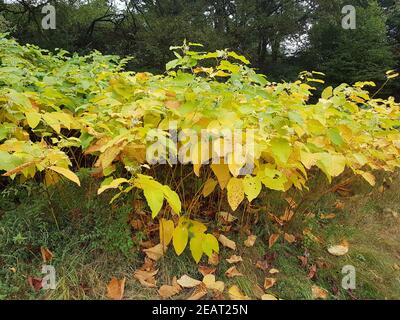 Japanischer, Knoeterich, Fallopia, japonica, Herbst Foto de stock