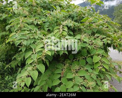 Japanischer, Knoeterich, Fallopia japonica, Foto de stock