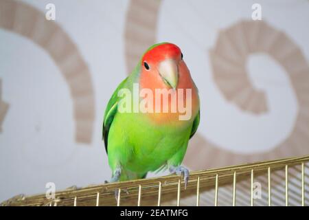 Hermoso pájaro, Lovebird, de pie sobre su jaula