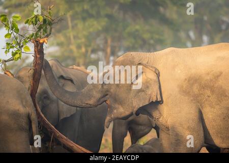 elefante asiático salvaje comiendo corteza de árbol en la zona de dhikala De jim corbett parque nacional uttarakhand india - Elephas maximus indicus