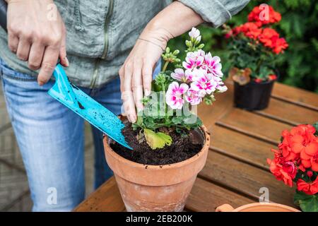 Mujer plantando geranio en maceta de flores sobre mesa de madera. Floristería poniendo la tierra en la olla de terracota por pala. Jardinería en primavera. Plan de floración en macetas Foto de stock