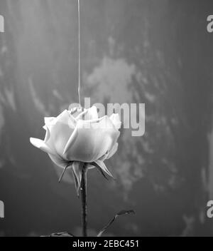 Fotografía de estilo vintage en blanco y negro. El color del líquido acrílico se vierte en rosa. Vista lateral de flor única con arte irregular Foto de stock