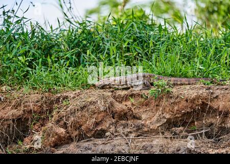 Dracaena paraguayensis, el lagarto caiman paraguayo, una especie de lagarto de la familia Teiidae, que descansa sobre la orilla del río Cuiaba en el Pa Foto de stock