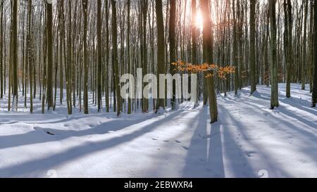 Invierno en Warmia y Mazury en el noreste de Polonia Foto de stock