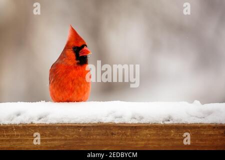 Cardenal del Norte macho (cardinalis cardinalis) encaramado en una cubierta de nieve carril en Wisconsin, horizontal Foto de stock