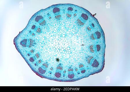 Tallo de girasol. Sección transversal Fotografía de stock - Alamy