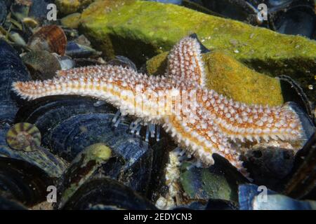 Starfish común (Asterias rubens) en el movimiento en una piscina de roca sobre conchas de Mussel, bajo en la costa, el Gower, Gales, Reino Unido, julio. Foto de stock