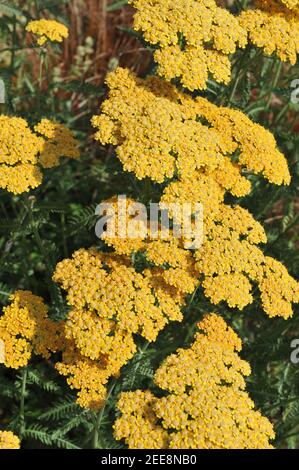Yarrow (Achillea) Terracotta flores en un jardín en julio Foto de stock