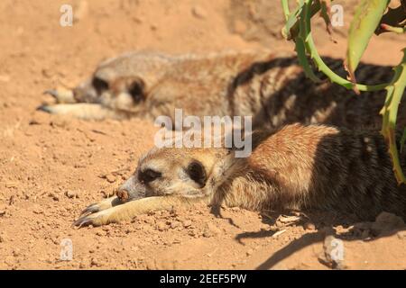 Un par de meerkats descansando juntos en la arena Foto de stock