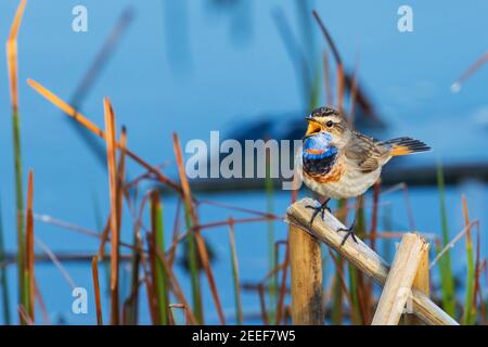 songbird bluethroat cantando en la mañana de primavera Foto de stock