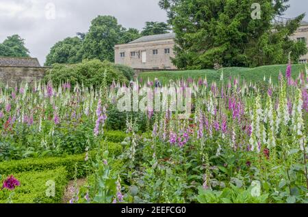 Jardines en Rousham House con Digitalis purpurea, guantes Foxy coberturas de cajas; Oxfordshire, Reino Unido Foto de stock