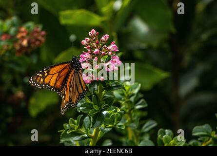 Mariposa monarca alimentándose en arbusto Foto de stock