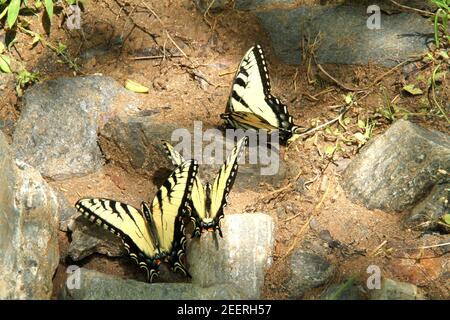 Tigre occidental especie mariposas sobre arena. Foto de stock