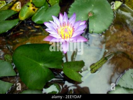 Cerca de una flor de lirio de agua púrpura encima el agua en el estanque