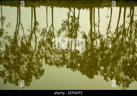 Un hermoso árbol reflejado en un estanque en un pueblo o la sombra de las ramas de los árboles se refleja en el agua