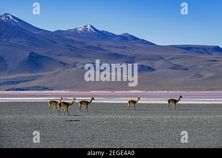 Vicuñas (Vicugna vicugna) a orillas de la Laguna Colorada / Laguna Roja, lago salado en la Reserva Nacional de Fauna Andina Eduardo Avaroa, Bolivia