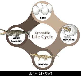 Ilustración del diagrama del ciclo de vida del cocodrilo Imagen Vector de  stock - Alamy