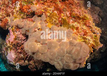 Los corallimorfos o anémonas disc, Rhodactis rhodostoma, viven en colonias, poseen algas simbióticas y se sostienen principalmente en sus productos. Son un