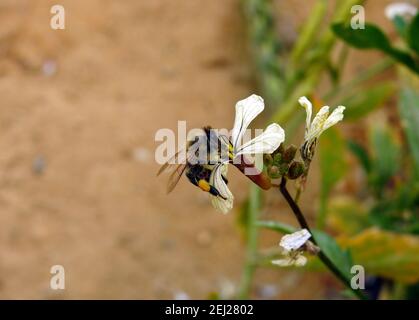 Una pequeña abeja voladora alrededor de una flor de arúgula, consumiendo el néctar de una flor