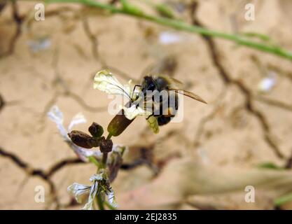 Una pequeña abeja voladora alrededor de una flor de arúgula, consumiendo el néctar de una flor