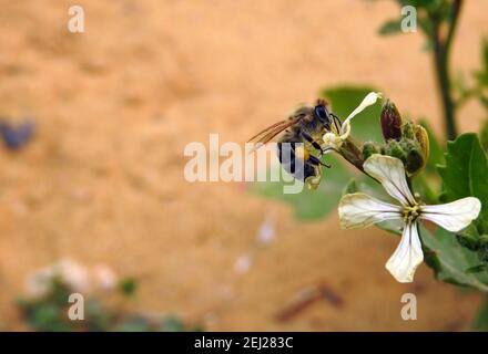 Una pequeña abeja voladora alrededor de una flor de arúgula, consumiendo el néctar de una flor