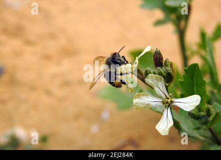 Una pequeña abeja voladora alrededor de una flor de arúgula, consumiendo el néctar de una flor