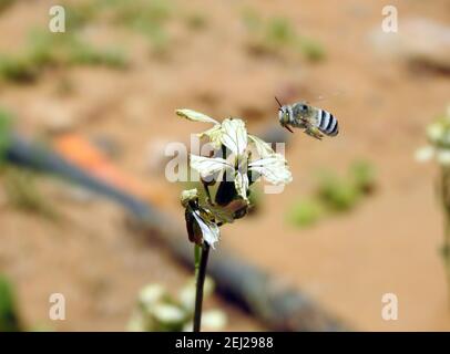 Una pequeña abeja voladora alrededor de una flor de arúgula, consumiendo el néctar de una flor