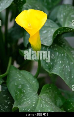 Forma de lirio amarillo fotografías e imágenes de alta resolución - Alamy