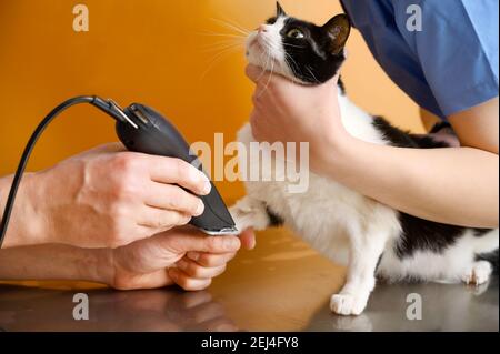 Médico veterinario con ayudante afeitando un gato, preparándose para la operación. Foto de alta calidad Foto de stock