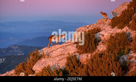 Ibex ibérico (Capra pyrenaica) en la cumbre del Mont Caro (pico más alto de la provincia de Tarragona y Parque Natural de Els Ports, Cataluña, España) Foto de stock