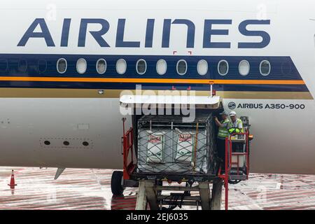 Un cargador ULD que eleva un dispositivo de carga de unidad (ULD) con Zebras vivas a la bahía de carga de un avión de una máquina de Singapore Airlines en Changi Intern. Aeropuerto