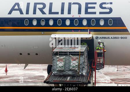 Un cargador ULD que eleva un dispositivo de carga de unidad (ULD) con Zebras vivas a la bahía de carga de un avión de una máquina de Singapore Airlines en Changi Intern. Aeropuerto