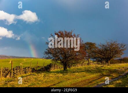 Pared y árboles en Longstone Edge cerca de Bakewell en el Parque Nacional del Distrito de los Picos Derbyshire Inglaterra Reino Unido con arco iris en el cielo tormentoso y nubes oscuras. Foto de stock